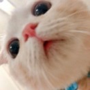 显鹿鹿