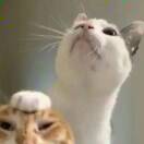 好事年年有啦的头像-梦马考研