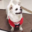 加菲猫