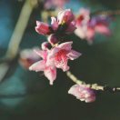 小乔