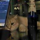 荷兰人的头像 - 二次元E站