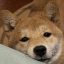 伦敦求租