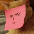 Seelie