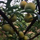 wx_fruit陈15