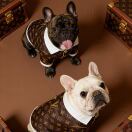 河北百度 抖音 小红书～旭东