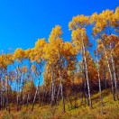 域鑒文武的店鋪