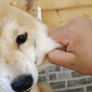 淦他无花果-小果迷