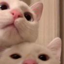 St. Louis Apartments转租