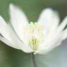 吴勤明--东江长流