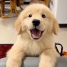 ZLin的头像-心动未来iOS证书