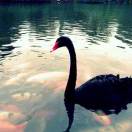 临江鱼的头像-WordPress主题模板-zibll子比主题