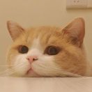 董咚咚店主头像