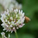 🇭🇺 🇬 🇴 