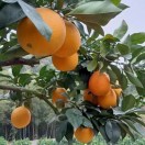 赣南脐橙，中国国家地理标志产品，香甜多汁，原产地直供直发，欢迎来咨询13177868609
