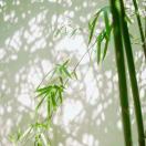 孙强禄