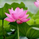 戎清