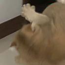 狗尾巴花( •̀∀•́ )