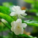 伦敦求租