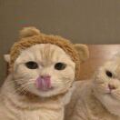 续航给力制冷快！零米轻卡真让冷链司机省心！</br>老铁们，跑冷链最怕啥？就是货厢温度不稳和半路没电！我刚换的这辆零米轻卡冰河冷藏车，用了小半年，可算解决了这两大心病。</br>先说制冷速度，这车配了5550瓦大功率制冷机，智能变频技术真不是吹的。上个月在批发市场装草莓，室外三十多度的天气，打开制冷不到半小时，温度就稳稳降下来了，速度快得连老冷链司机都竖大拇指。±0.5℃的精准控温，送冰淇淋、三文鱼这种娇贵货再也不用心慌。</br>再说续航和充电。宁德时代140度大电池，标420公里，实际跑起来只多不少。昨天跨城送冻品，往返三百多公里，回来还有余电。半路在服务区用2C快充，吃碗板面的功夫，电量就从20%充到80%，比以前省下一个多小时。这车电池寿命也靠谱，单包设计压差小，电损耗低。我们车队五台车跑了小半年，续航都没见缩水。有跑冷链的兄弟，听我一句：制冷快、续航实、充电省时间，这车绝对值得试！