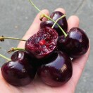 吃水果找我双福配送到家