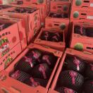 水果蔬菜供货商