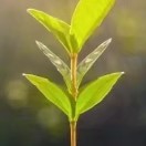 user icon
