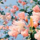 棉花糖