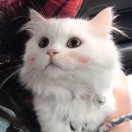 云南山歌DJ