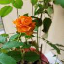 小林的头像采购|汽车产业|汽车配件|机加工蚂蚁智酷企业交流社群中心