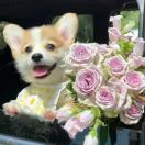 谢菲尔德求租