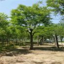 诸城市东阳园林绿化工程有限公司