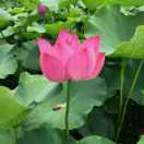 丁栾王占便民服务站