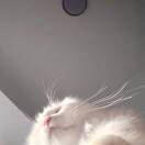 王莹莹