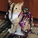 2-21 Malt Drive转租&房东直租