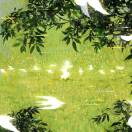 LICHT