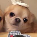 胡琰玥