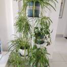wx_荣耀98