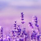 券妈妈会员: 岁月静好