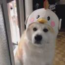 巭孬