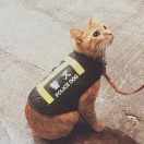 kkk123-棉花糖网络安全资源站