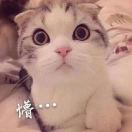 倾颜