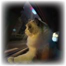 王磊