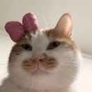 超长待机饭饭团