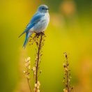 Alexander_748