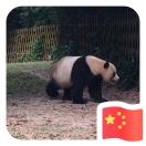 贝儿