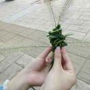 探花
