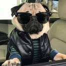 Mr.Jiang的头像-WordPress主题模板-zibll子比主题