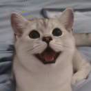 田七_(dá)Tki