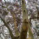 祝大家生意兴隆