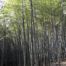 舞墨